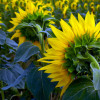 В Україні запаси соняшнику сягають 947 тисяч тонн